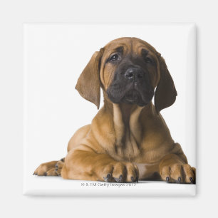 Íman Cão de filhote de cachorro