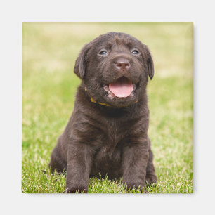 Íman Cão de filhote de cachorro