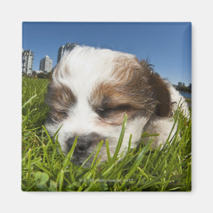 Íman Cão de filhote de cachorro bonito no parque,