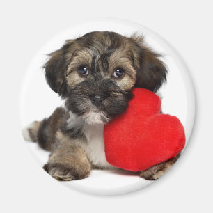 Íman Cão de filhote de cachorro de Havanese dos