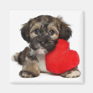 Íman Cão de filhote de cachorro de Havanese dos
