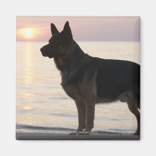 Íman Cão de german shepherd na baía Georgian, Ontári