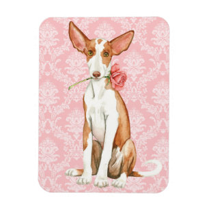Íman Cão de Ibizan cor-de-rosa dos namorados