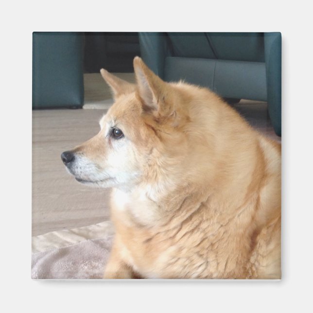 Íman Cão de islândia (Frente)