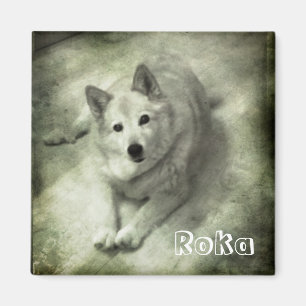 Íman Cão de islândia Roka