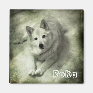 Íman Cão de islândia Roka