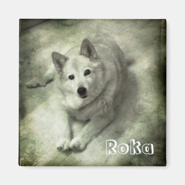 Íman Cão de islândia Roka (Frente)
