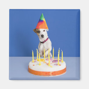 Íman Cão de Jack Russell Terrier que veste o chapéu d
