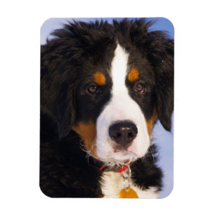 Íman Cão de Montanha Bernese - Foto Cachorro Bonito