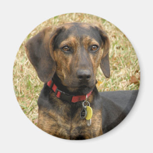 Íman Cão de Plott