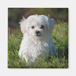 Íman Cão-de-porco branco-claro-malvado