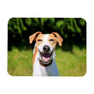 Íman Cão de riso das imagens   de Getty