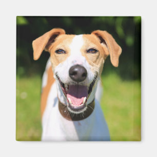 Íman Cão de riso das imagens   de Getty