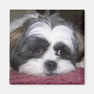 Íman Cão de Shih Tzu