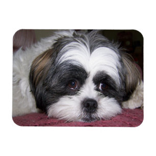 Íman Cão de Shih Tzu