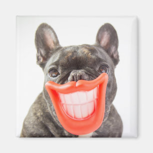 Íman Cão de sorriso das imagens A de Getty