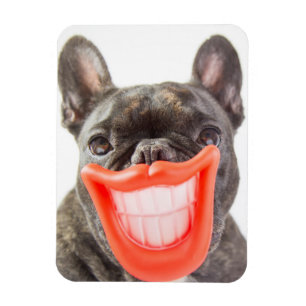 Íman Cão de sorriso das imagens A de Getty
