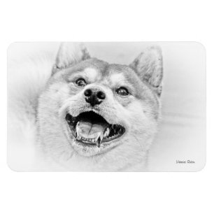 Íman Cão de sorriso de Shiba Inu