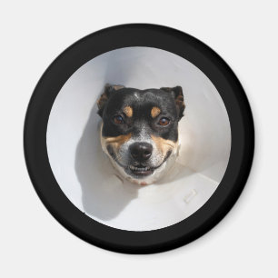 Íman Cão de sorriso engraçado