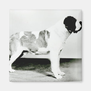 Íman Cão de St Bernard