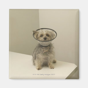 Íman Cão de Terrier que veste o colar protetor