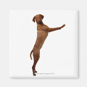 Íman Cão de Vizsla