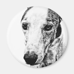 Íman Cão de Whippet