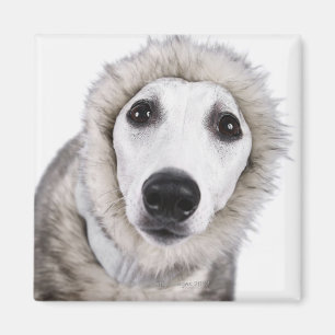 Íman Cão de Whippet que veste o casaco de pele, tiro d