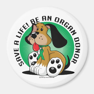 Íman Cão do dador de órgãos