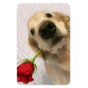Íman Cão do golden retriever com rosa vermelha