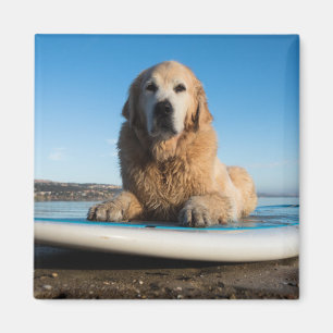 Íman Cão do golden retriever que coloca em um conselho