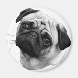Íman Cão do Pug