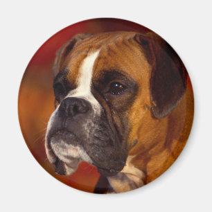 Íman Cão do pugilista