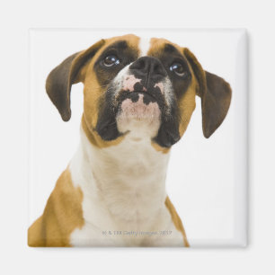 Íman Cão do pugilista que olha acima