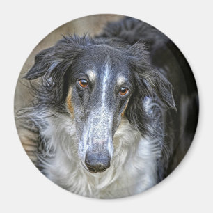 Íman Cão do salvamento do Borzoi