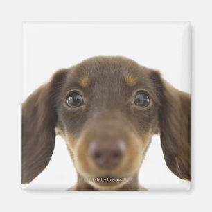 Íman Cão do Wiener (marrom) 2