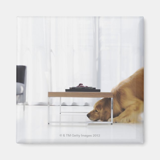 Íman Cão e mesa (Frente)