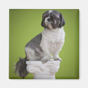 Íman Cão em uma coluna
