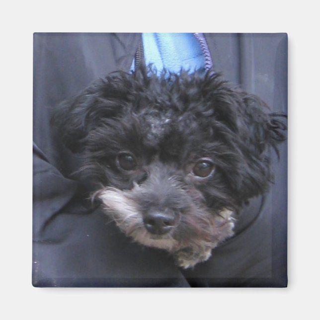 Íman CÃO fofo (Frente)