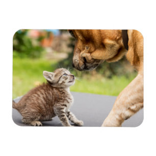 Íman Cão & gato das imagens de Getty no amor