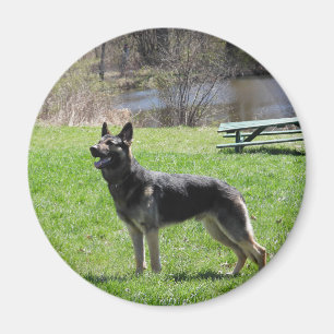 Íman cão german shepherd