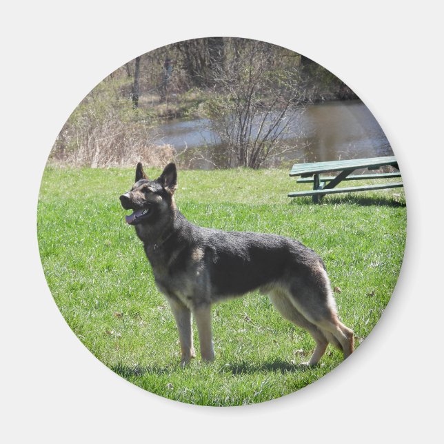 Íman cão german shepherd (Frente)