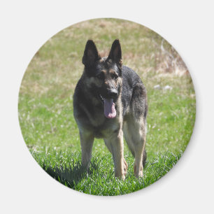 Íman cão german shepherd