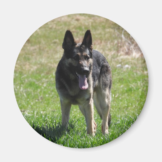 Íman cão german shepherd (Frente)
