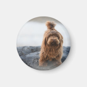 Íman Cão-Havanês, Animal, Canino