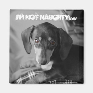 Íman Cão impertinente do weiner