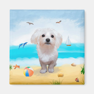 Íman Cão Maltês na Praia