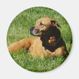 Íman cão, mistura do pitbull/pugilista