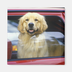 Íman Cão na janela de carro vermelha