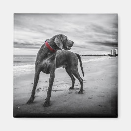 Íman Cão na Praia Foto Preto e Branco com Coleira Verme